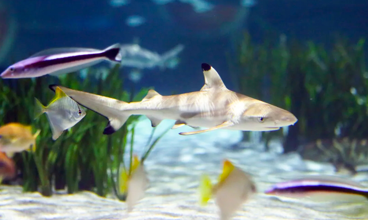 SEA LIFE Oberhausen