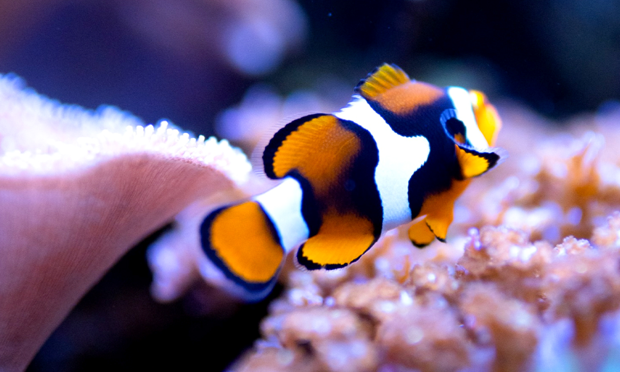 SEA LIFE Oberhausen