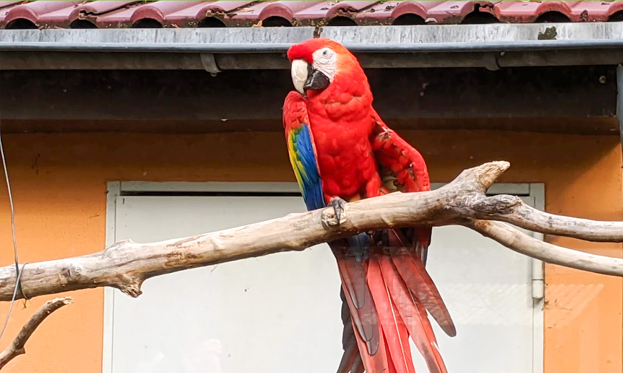 Solinger Vogel- und Tierpark