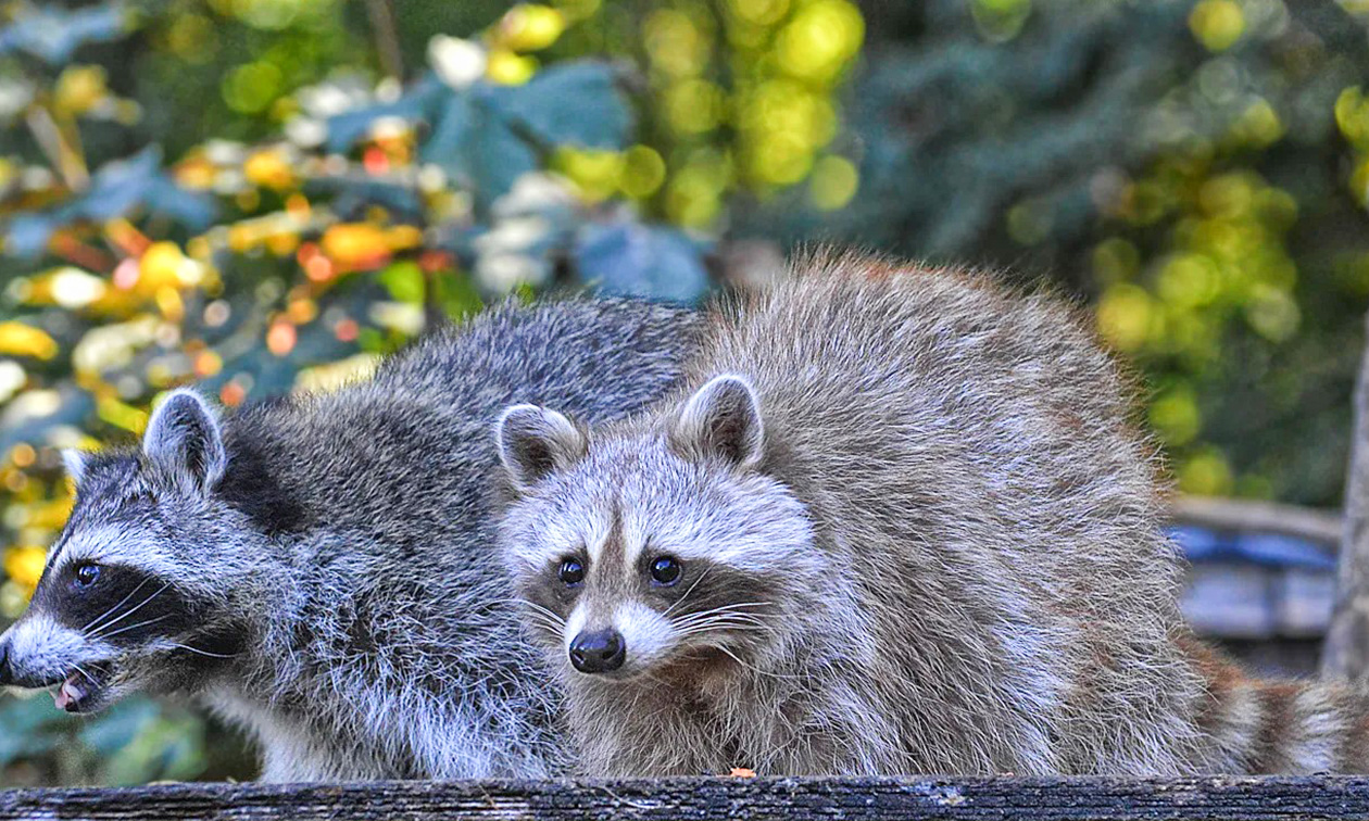Solinger Vogel- und Tierpark