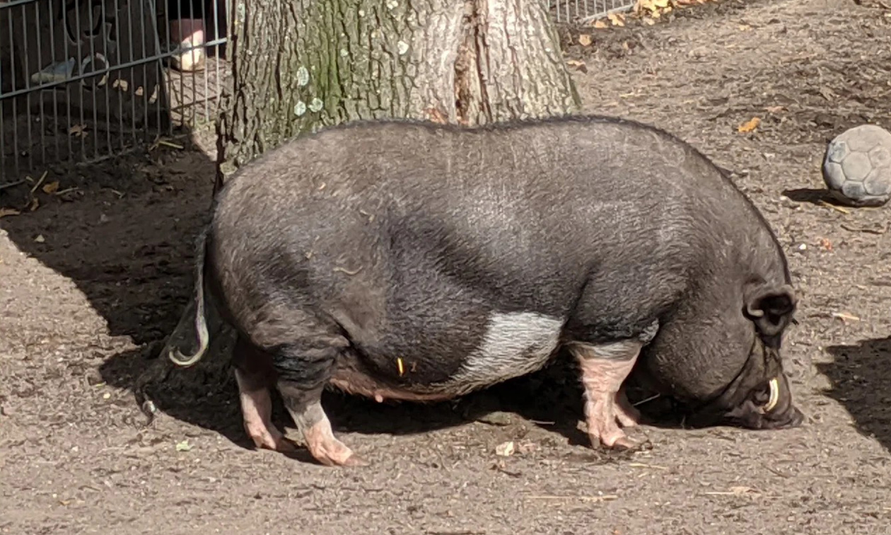 Solinger Vogel- und Tierpark