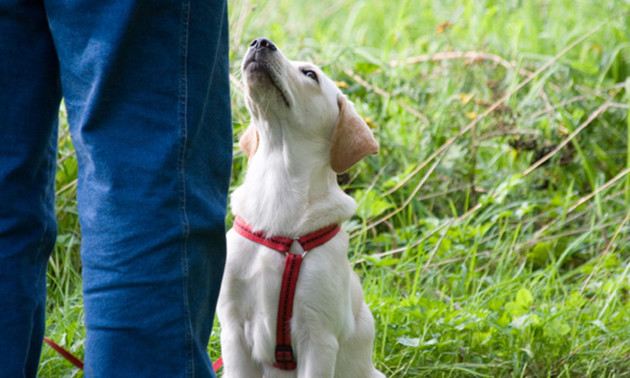 Training für Mensch-Hund Kommunikation