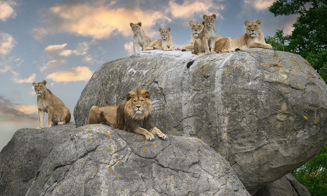 WILDLANDS Adventure Zoo Emmen