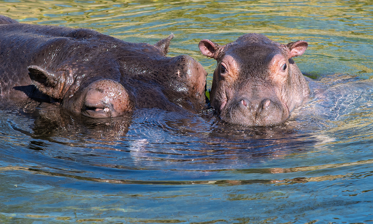 WILDLANDS Adventure Zoo Emmen