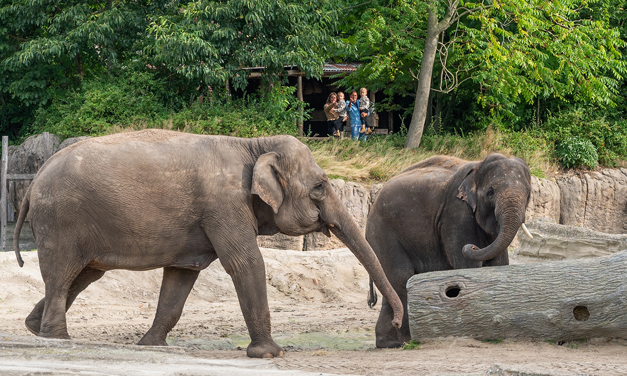 WILDLANDS Adventure Zoo Emmen