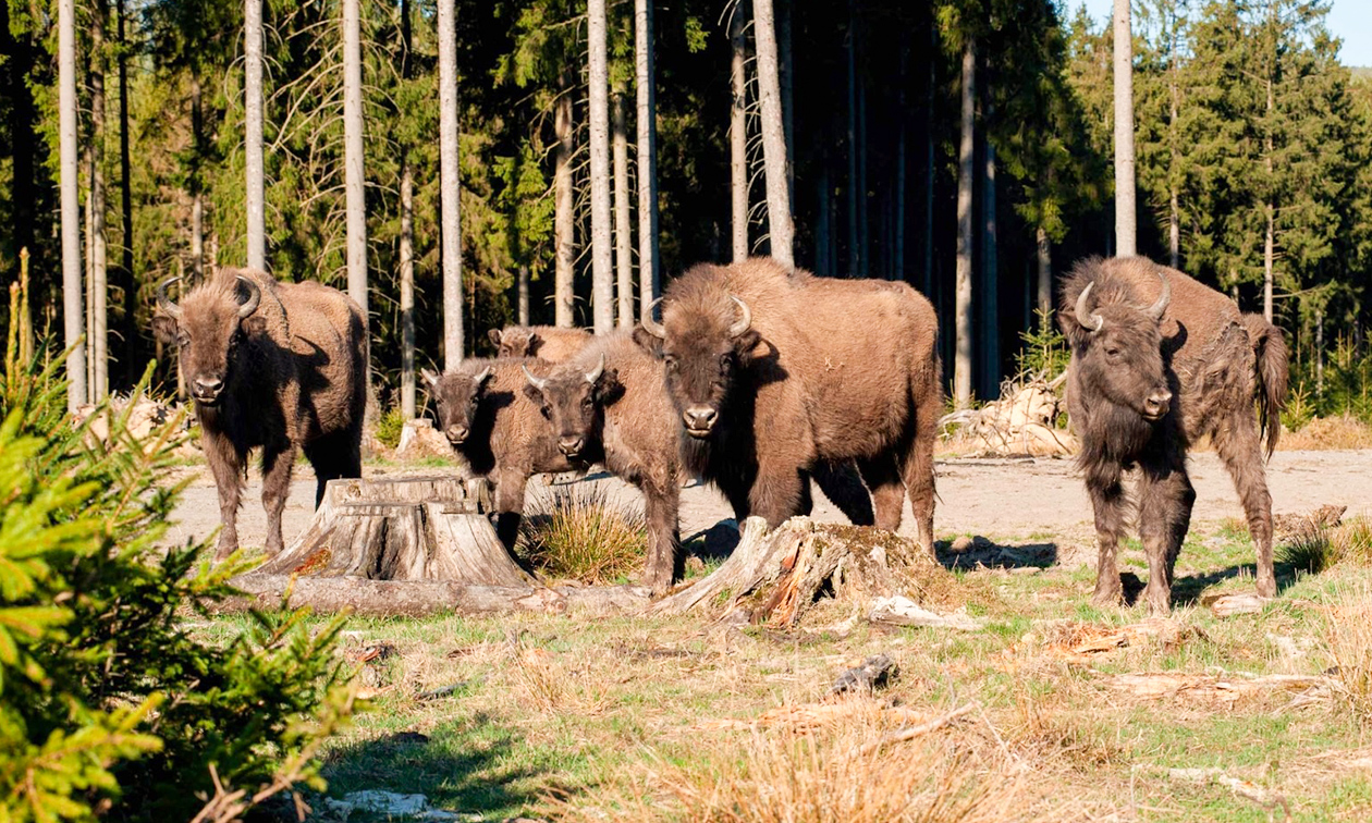 Wisent Wildnis Wittgenstein