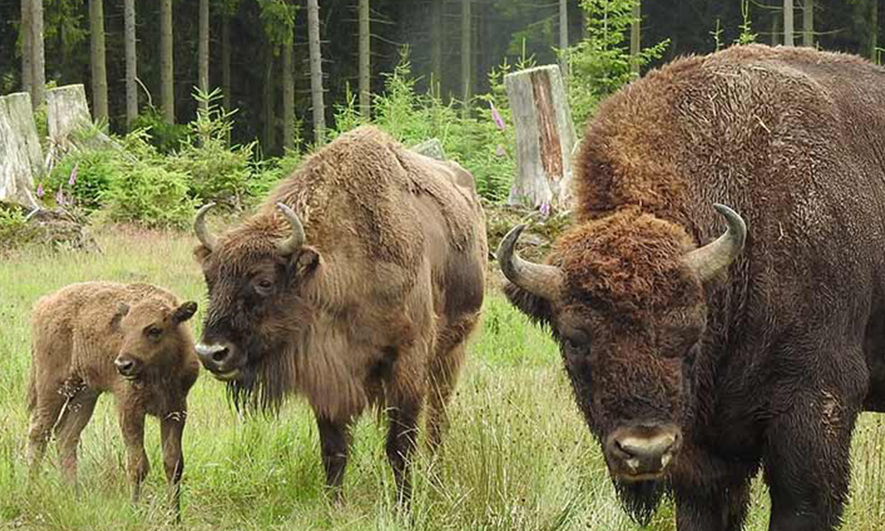 Wisent Wildnis Wittgenstein