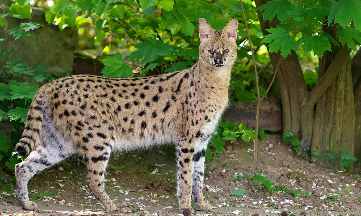 Zoo Krefeld