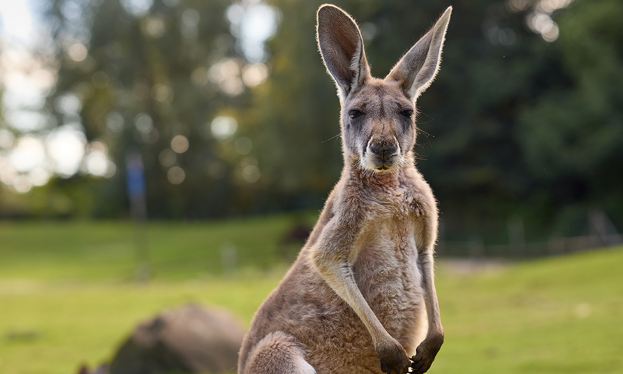 ZooParc Overloon