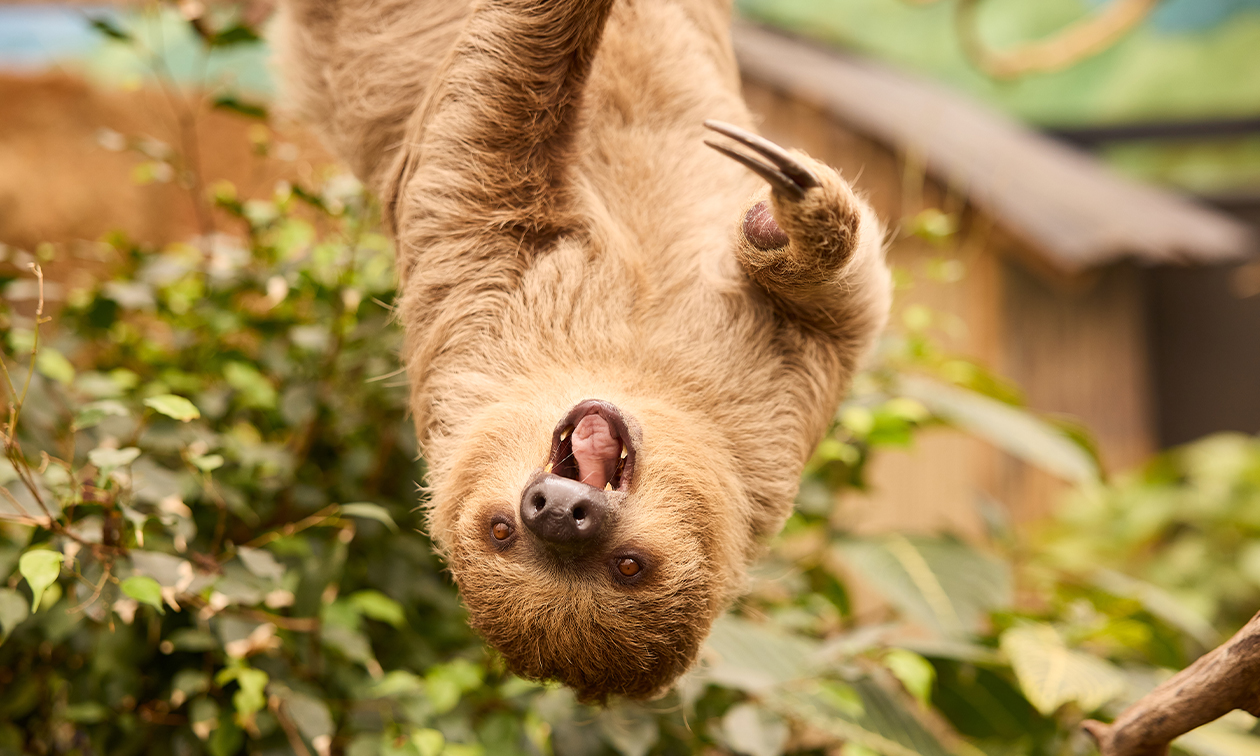 ZooParc Overloon
