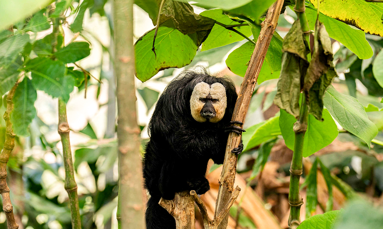 ZooParc Overloon