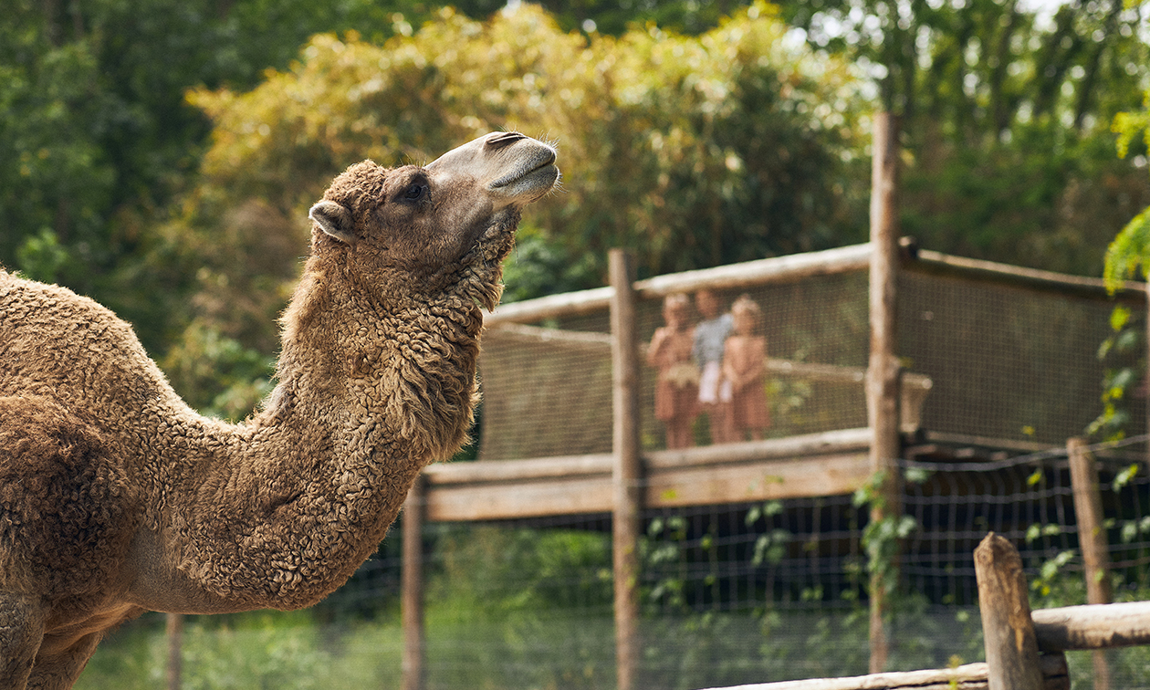 ZooParc Overloon