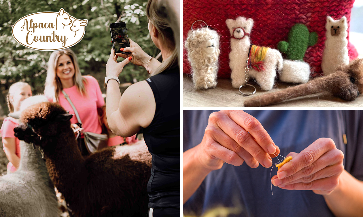 Creatieve workshop naaldvilten met alpacawol (2,5 uur) + meet & feed + meer