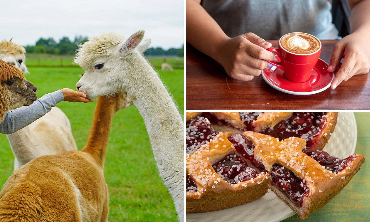 Alpaca Experience (1,5 Stunden) + Kaffee/Tee + Gebäck