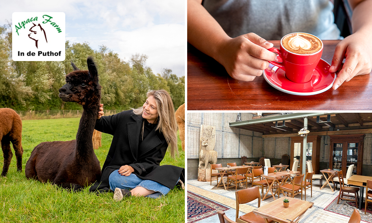Alpaca experience (1,5 uur) + koffie/thee + gebak