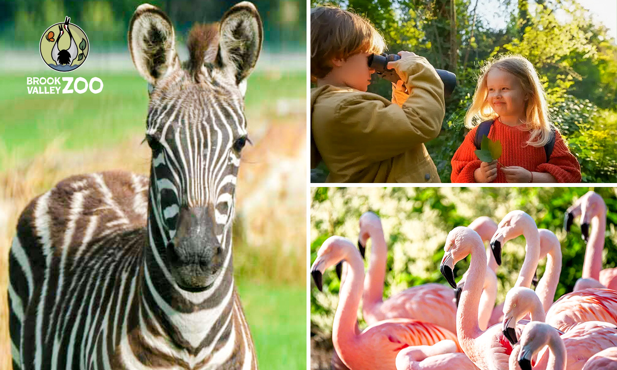 Entree tot Spring Days bij Brook Valley Zoo + drankje + versnapering