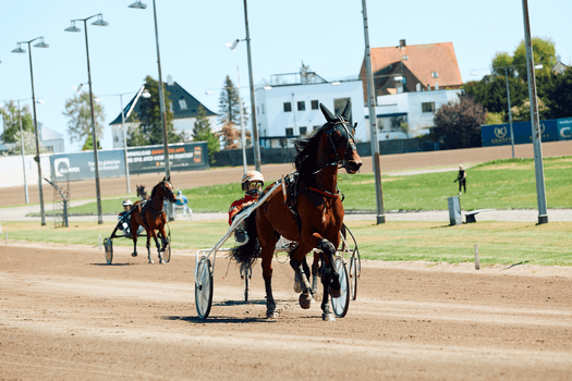 Søndagstrav på Charlottenlund Travbane