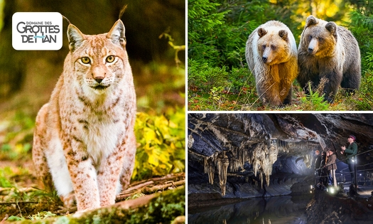 Eintritt in den Wildpark + Tropfsteinhöhle von Han