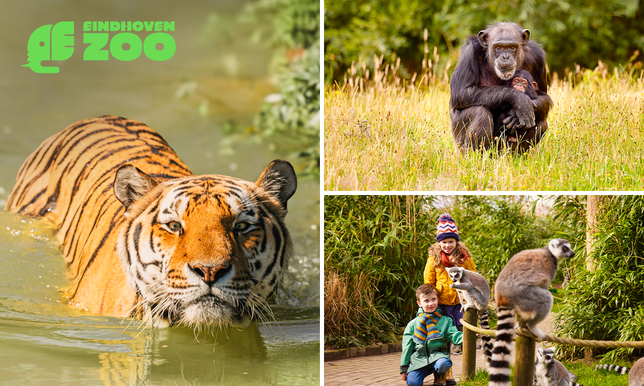 Ganztägiger Eintritt in den Eindhovener Zoo