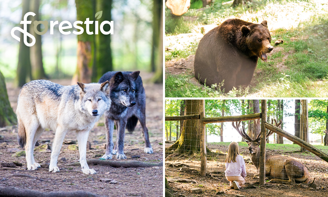 Eintritt in den Tierpark Forestia in der Nähe von Spa