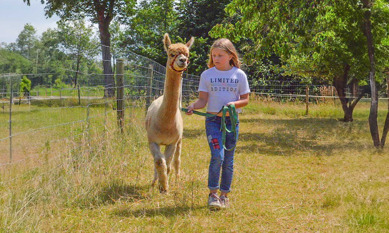 Alpacawandeling + rondleiding + koek en drankje (2 uur)