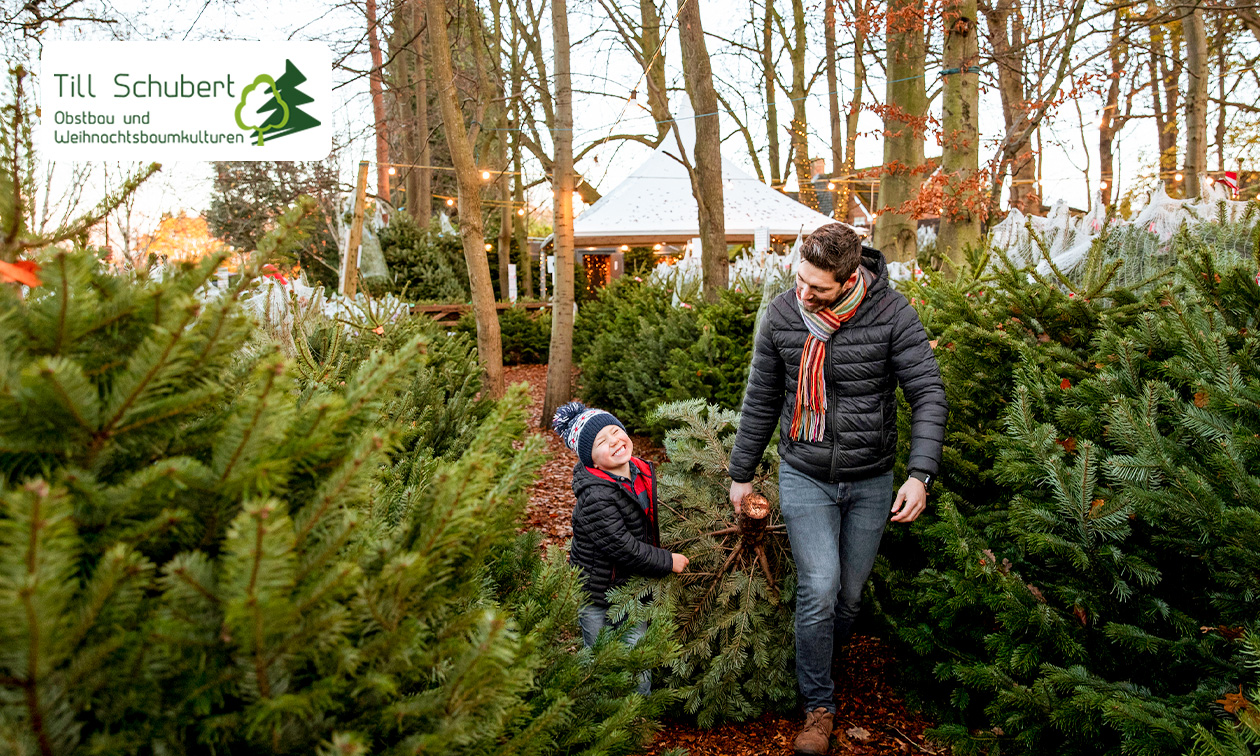 Nordmanntanne nach Wahl (maximal 2 Meter)