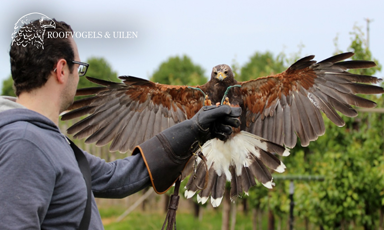 Roofvogelworkshop