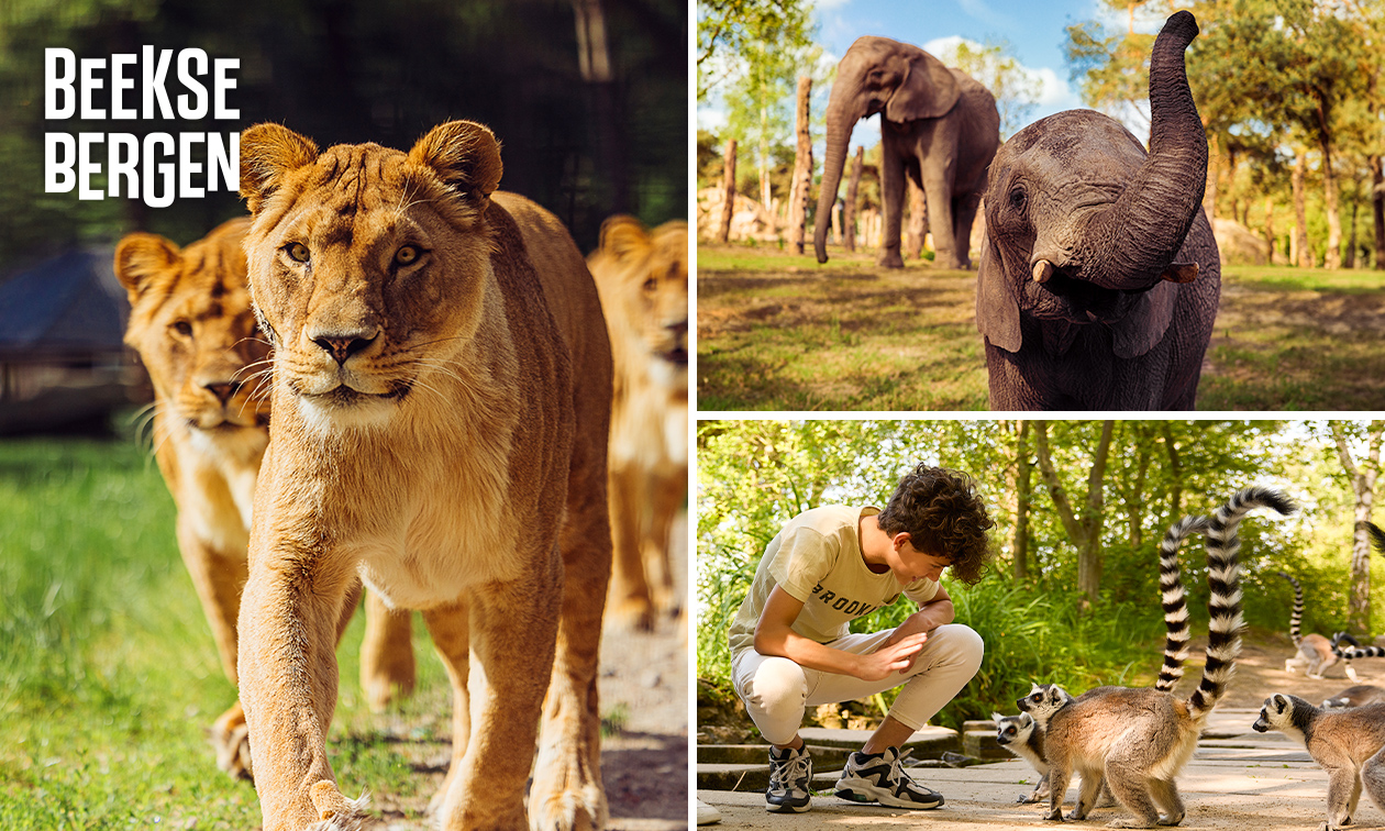 Safaripark Beekse Bergen Entree Safaripark Beekse Bergen Spare In Valkenburg Mit Social Deal