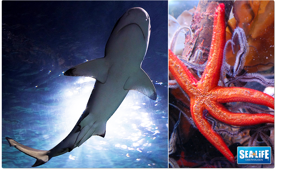 SEA LIFE Oberhausen