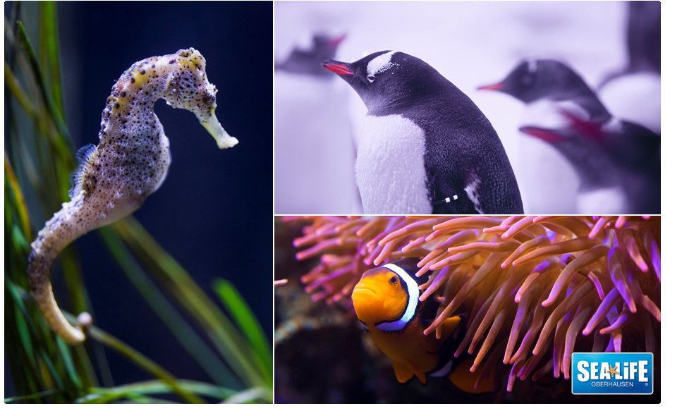 SEA LIFE Oberhausen