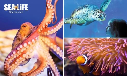 Eintritt ins SEA LIFE Oberhausen + digitales Fotopaket