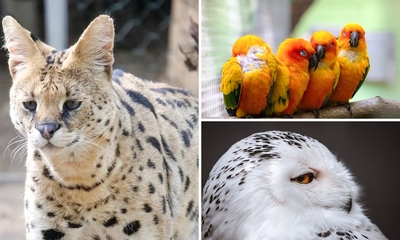 Familien-Tageseintritt in den Solinger Vogel- und Tierpark
