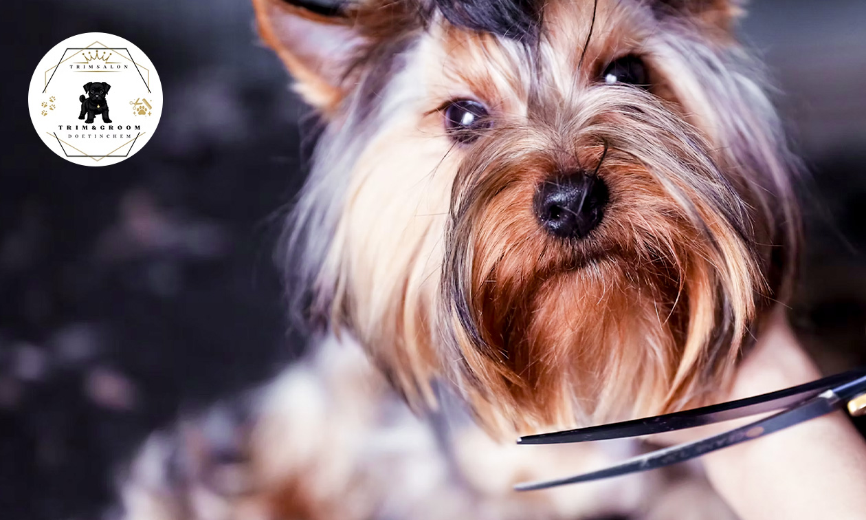 Trimbehandeling voor je hond