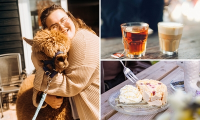 Alpaca Meet & Feed incl. gebak + drankje naar keuze of 12-uurtje bij Wilgenhart